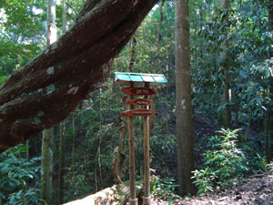 Giant 200 to 300 years 
            old Pus Wela or 'Entada pusaetha' liana in the UdawattaKele forest